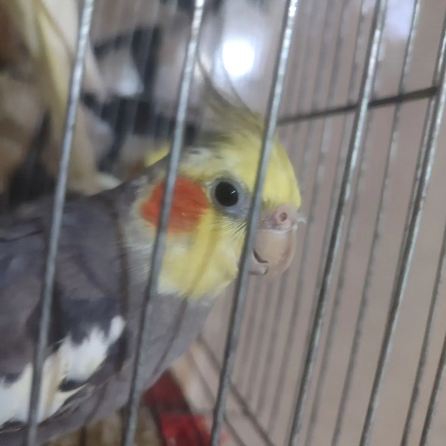 عروس هلندی|پرنده|آران و بیدگل, |دیوار