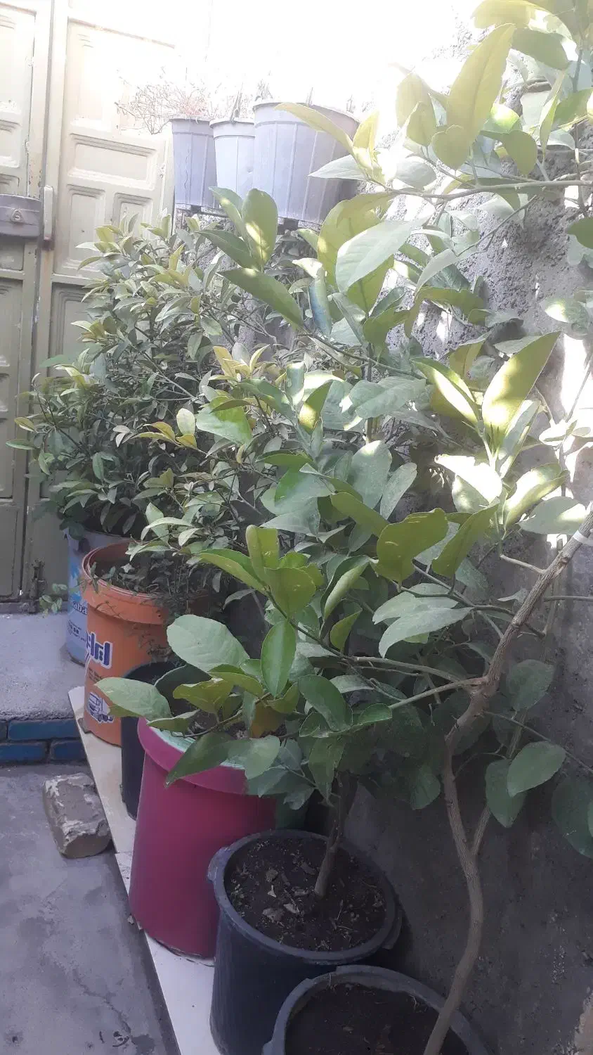 نهال وگل|گل مصنوعی|ایلام, |دیوار