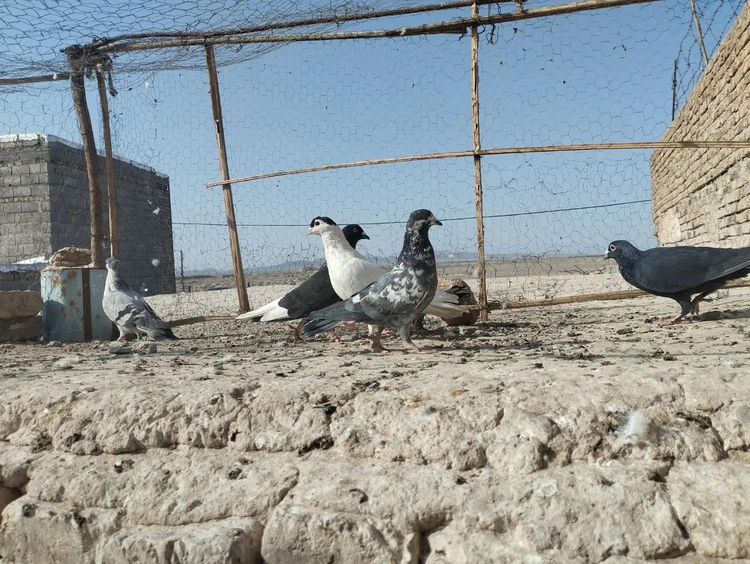 نر۸|پرنده|خاش, |دیوار