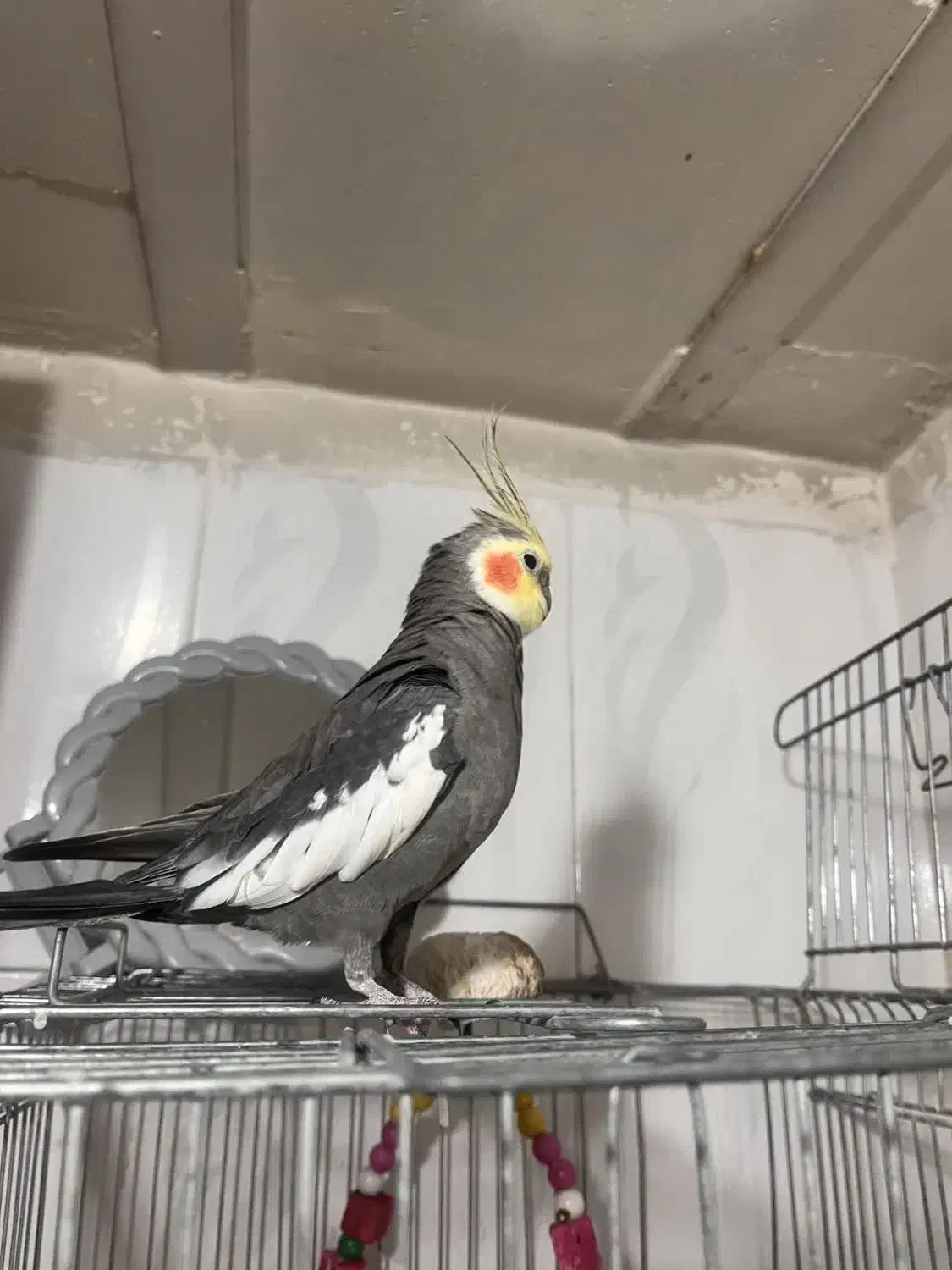 عروس هلندی نر سخنگو|پرنده|تهران, هفده شهریور|دیوار