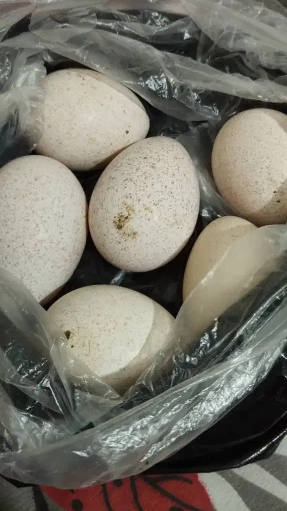 تخم بوقلمون|حیوانات مزرعه|بندر ماهشهر, |دیوار