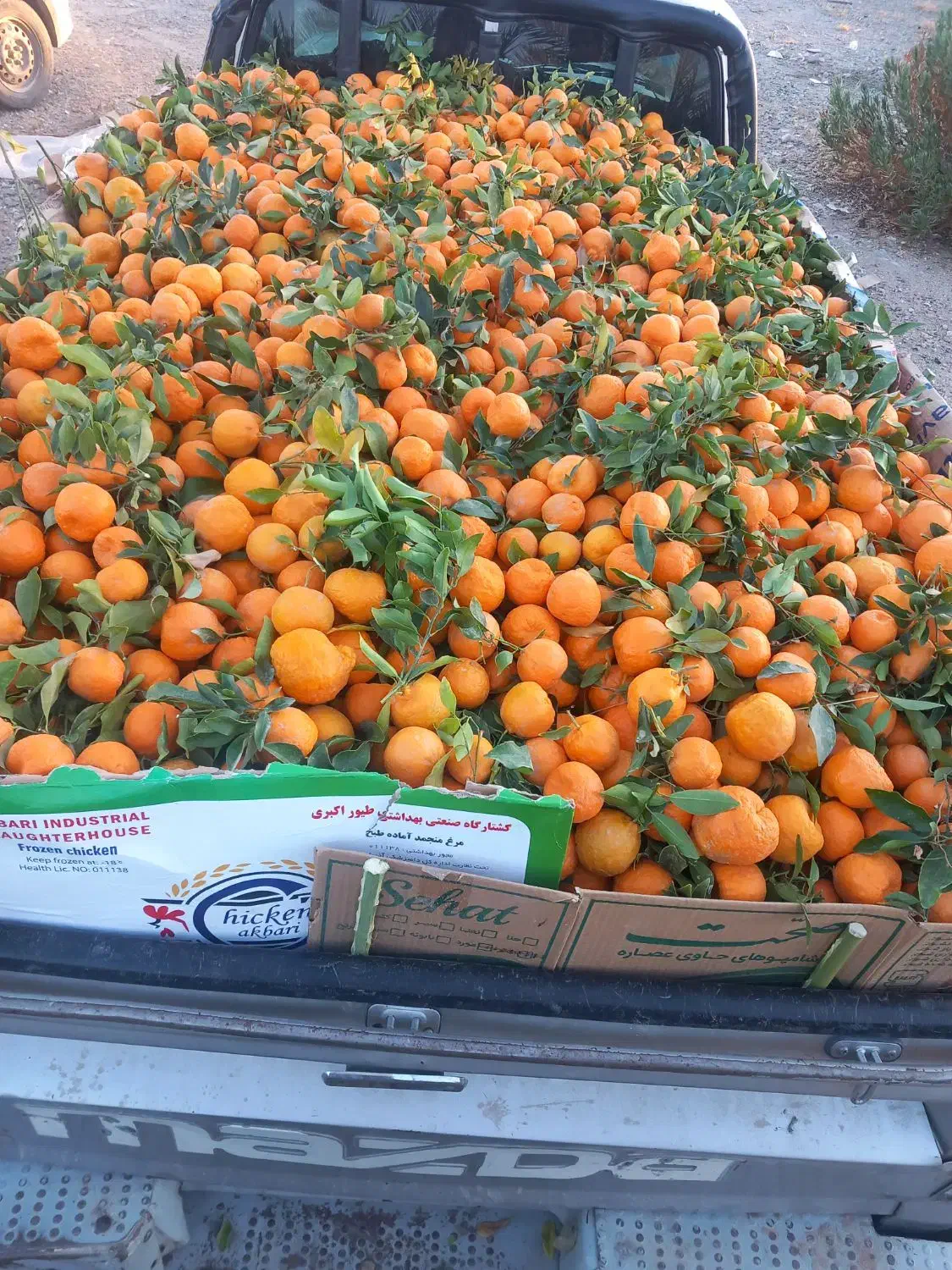 میوه مرکبات کوهستانی|خوردنی و آشامیدنی|اصفهان, دانشگاه اصفهان|دیوار