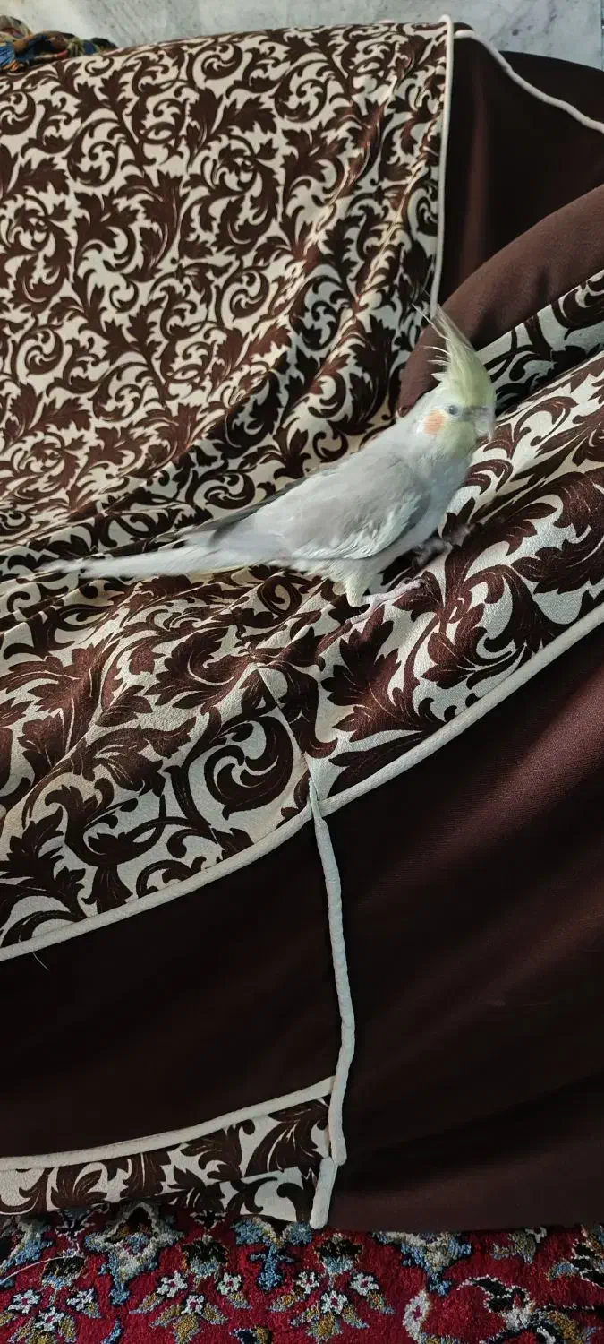 عروس هلندی|پرنده|خمینی‌شهر, |دیوار