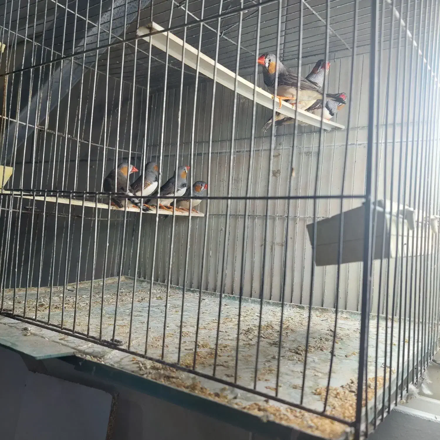 فنج نر|پرنده|رشت, دخانیات|دیوار