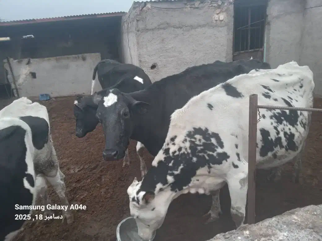 فروش 7 راس گاو و 4 راس گوساله|حیوانات مزرعه|کشکوئیه, |دیوار