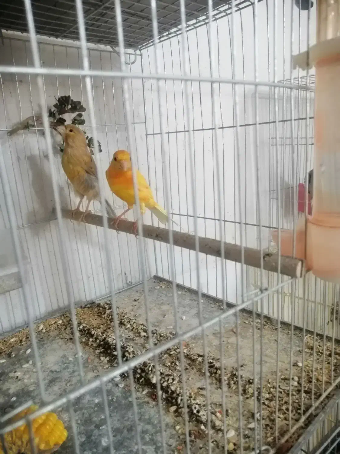 قناری|پرنده|زرند, |دیوار