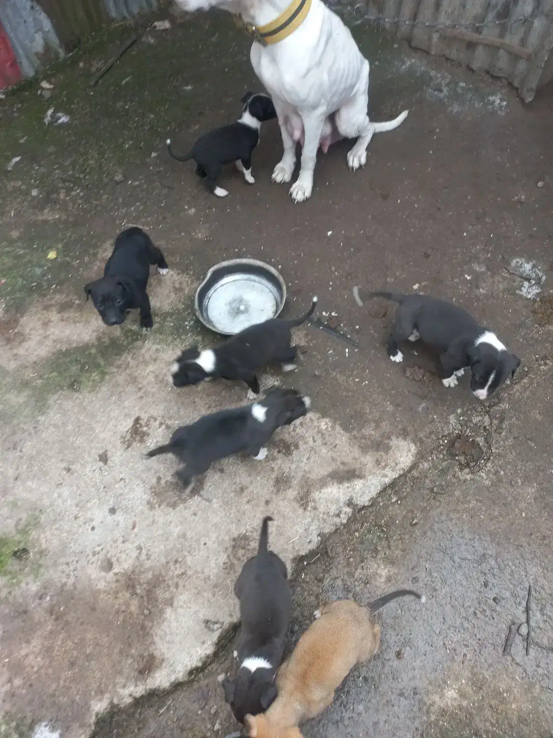 سگ داگو ارژانتین|سگ|رشت, بیجارپس|دیوار