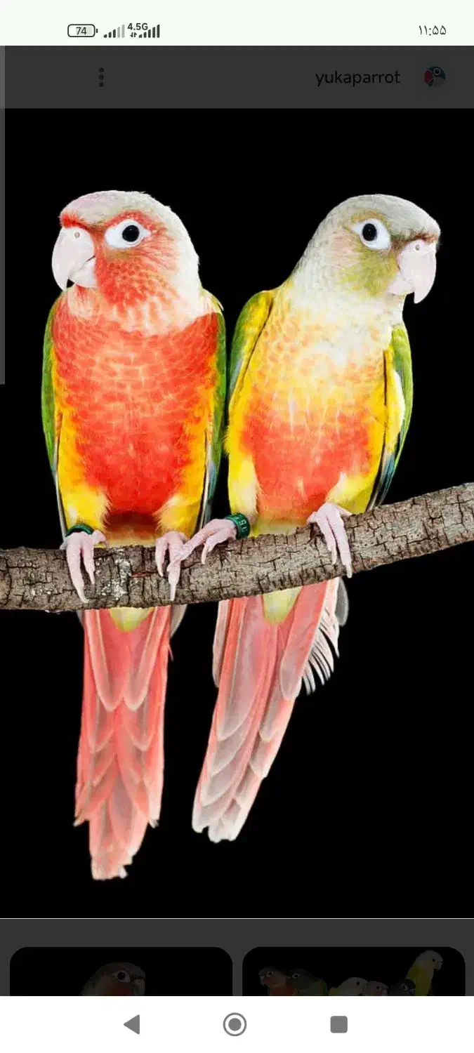 فروش یک جفت عروس هلندی بایک جفت طوطی گتوله|پرنده|زرند, |دیوار