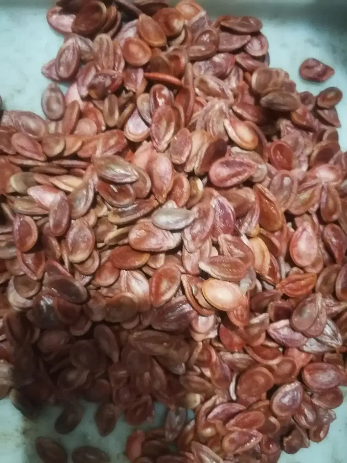 هندوانه دیم|خوردنی و آشامیدنی|سبزوار, اسلام آباد|دیوار