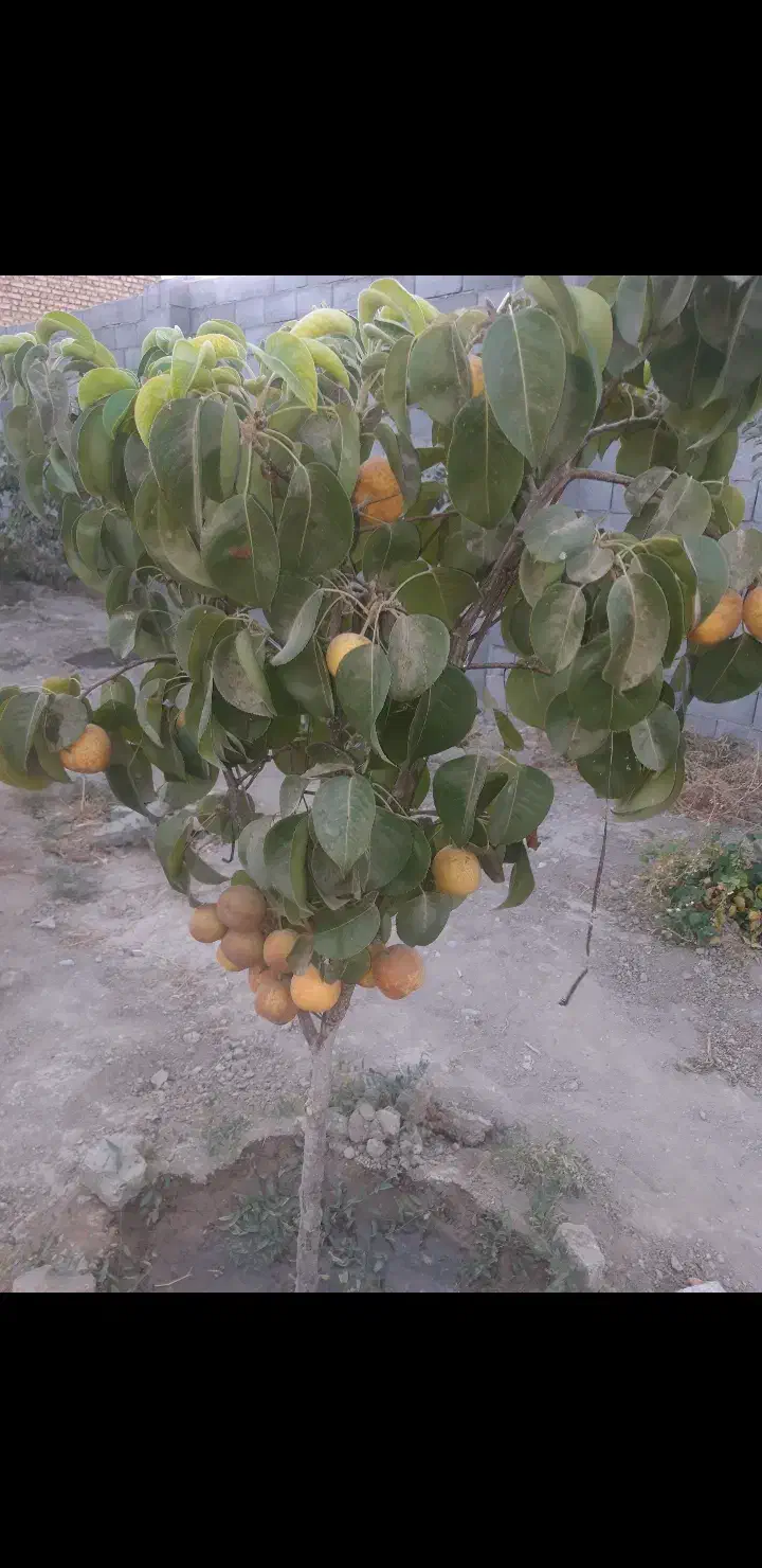 زمین مسکونی چهار دیواری مناسب خانه باغ در پیربکران|فروش زمین و ملک کلنگی|پیر بکران, |دیوار