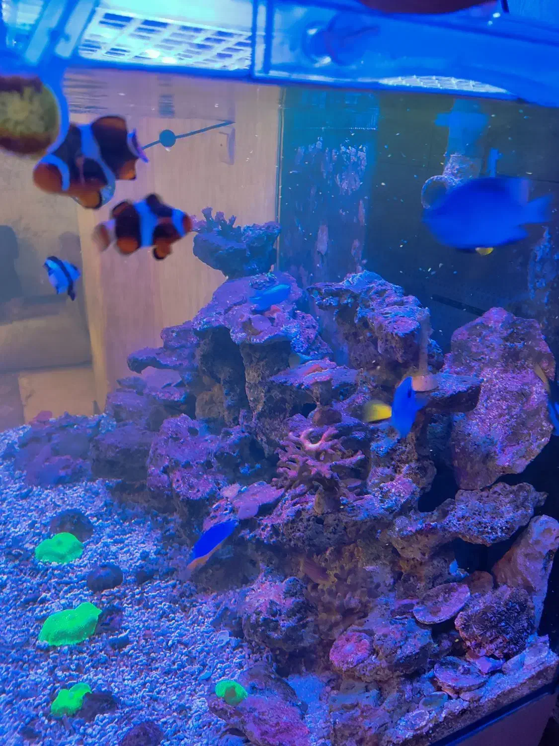 آکواریوم ابشور|ماهی|تهران, امین حضور|دیوار