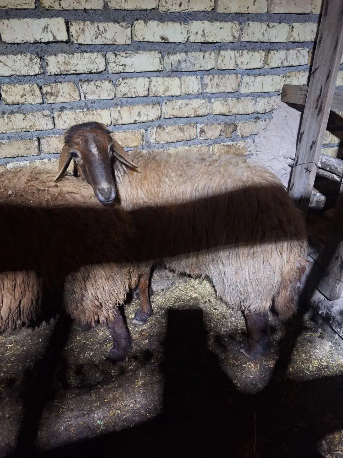 میش|حیوانات مزرعه|فلاورجان, |دیوار