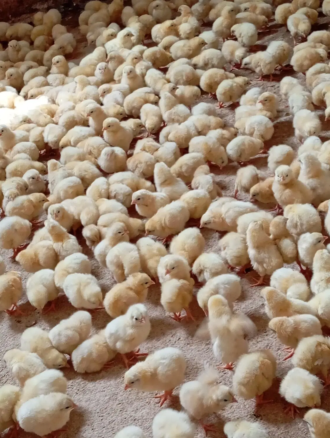 جوجه گوشتی|حیوانات مزرعه|اردبیل, |دیوار