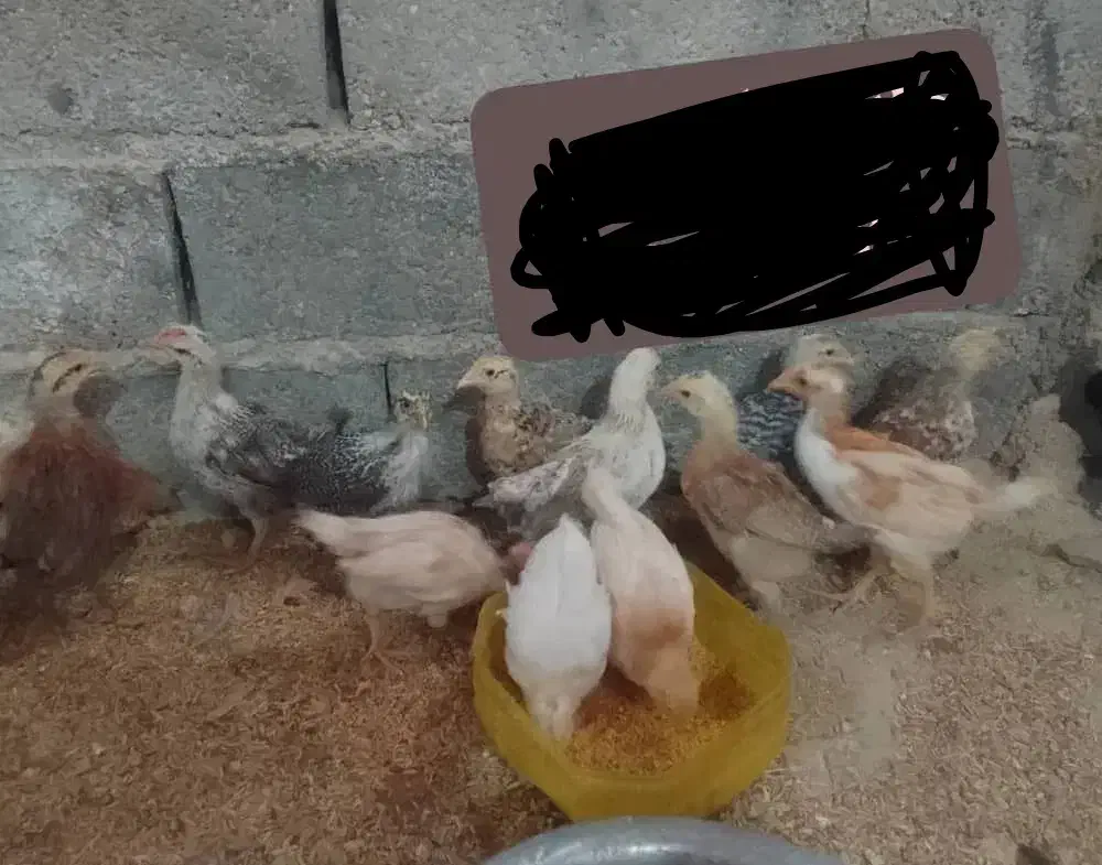 جوجه یک ماهه|حیوانات مزرعه|بهبهان, |دیوار