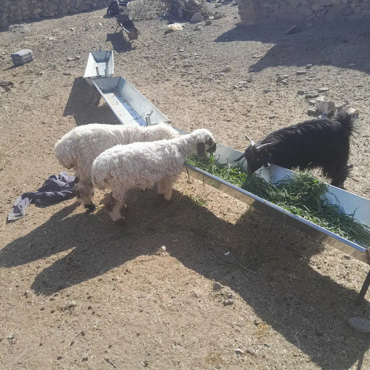 بره نر وبزغاله نر|حیوانات مزرعه|درح, |دیوار