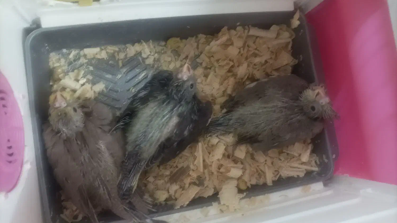 جوجه عروس هلندی|پرنده|بندر امام خمینی, |دیوار