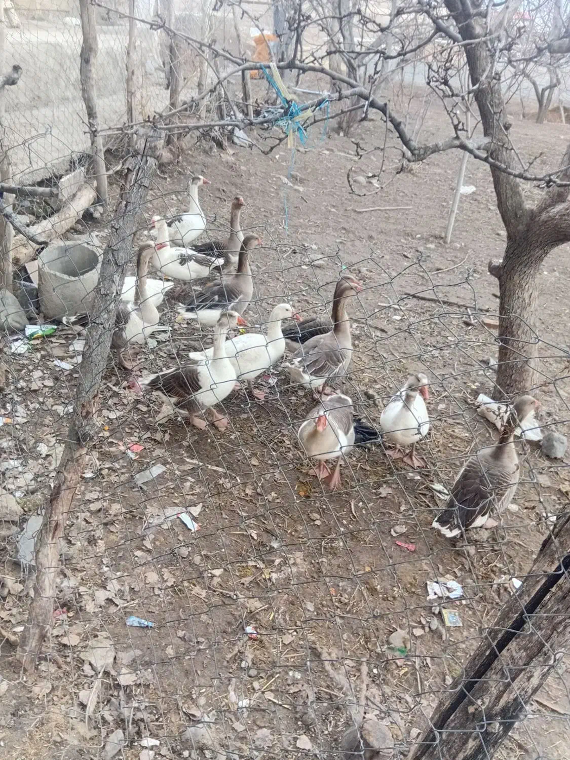 غاز محلی|حیوانات مزرعه|قصابه, |دیوار