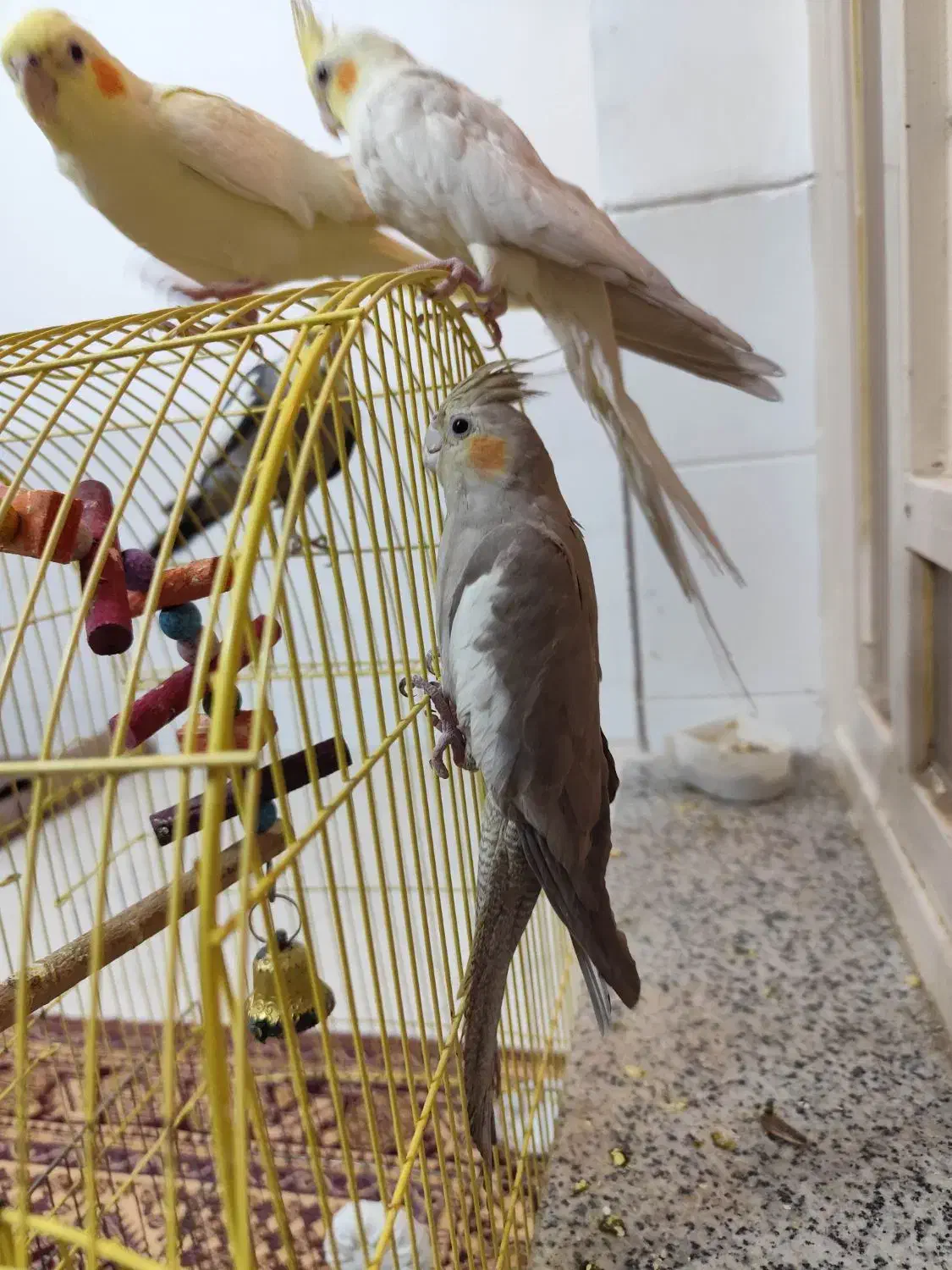 عروس هلندی رام و دستی|پرنده|یزد, |دیوار