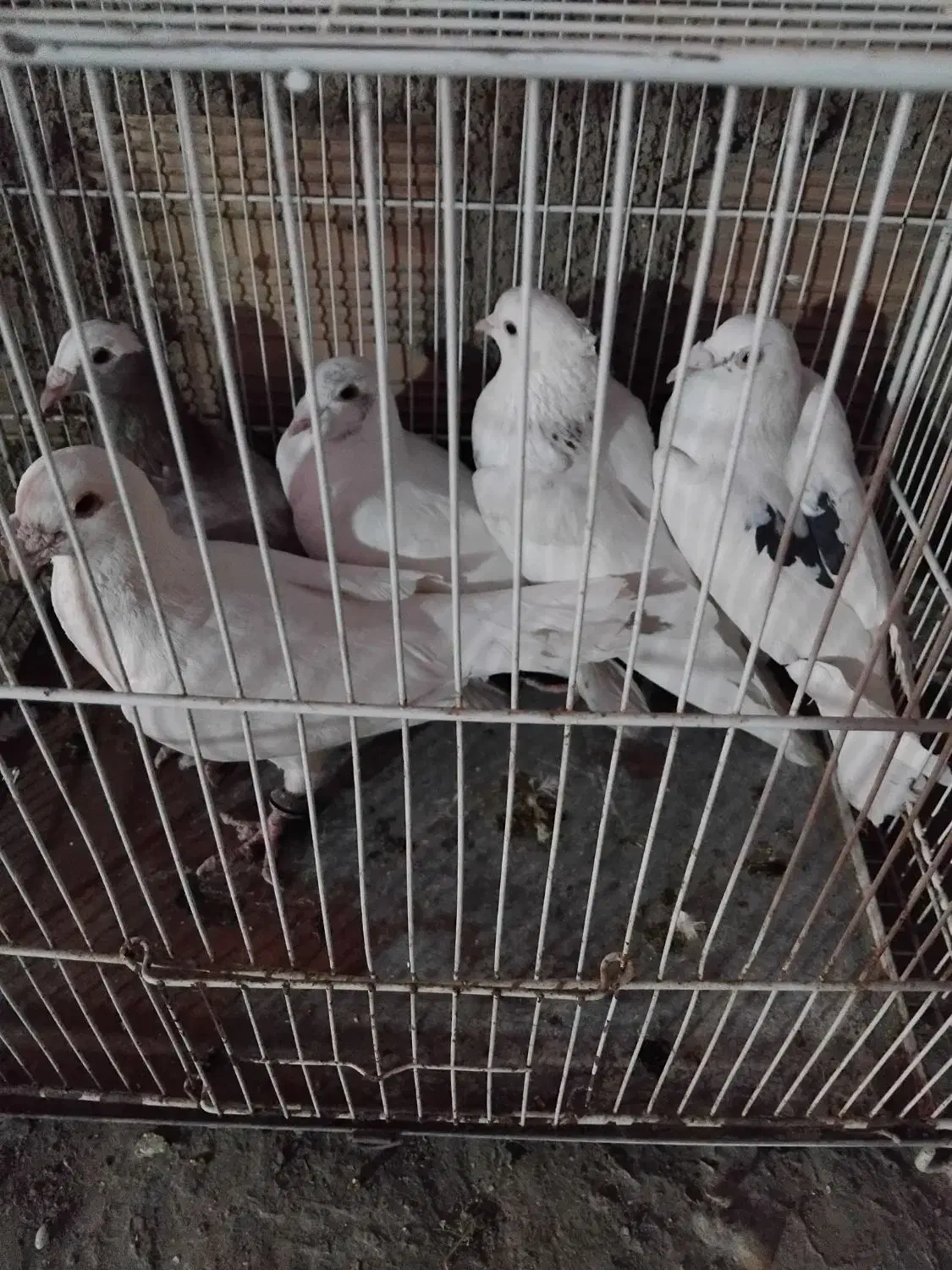 کفتر غریبه|پرنده|نیشابور, قلعه نو|دیوار