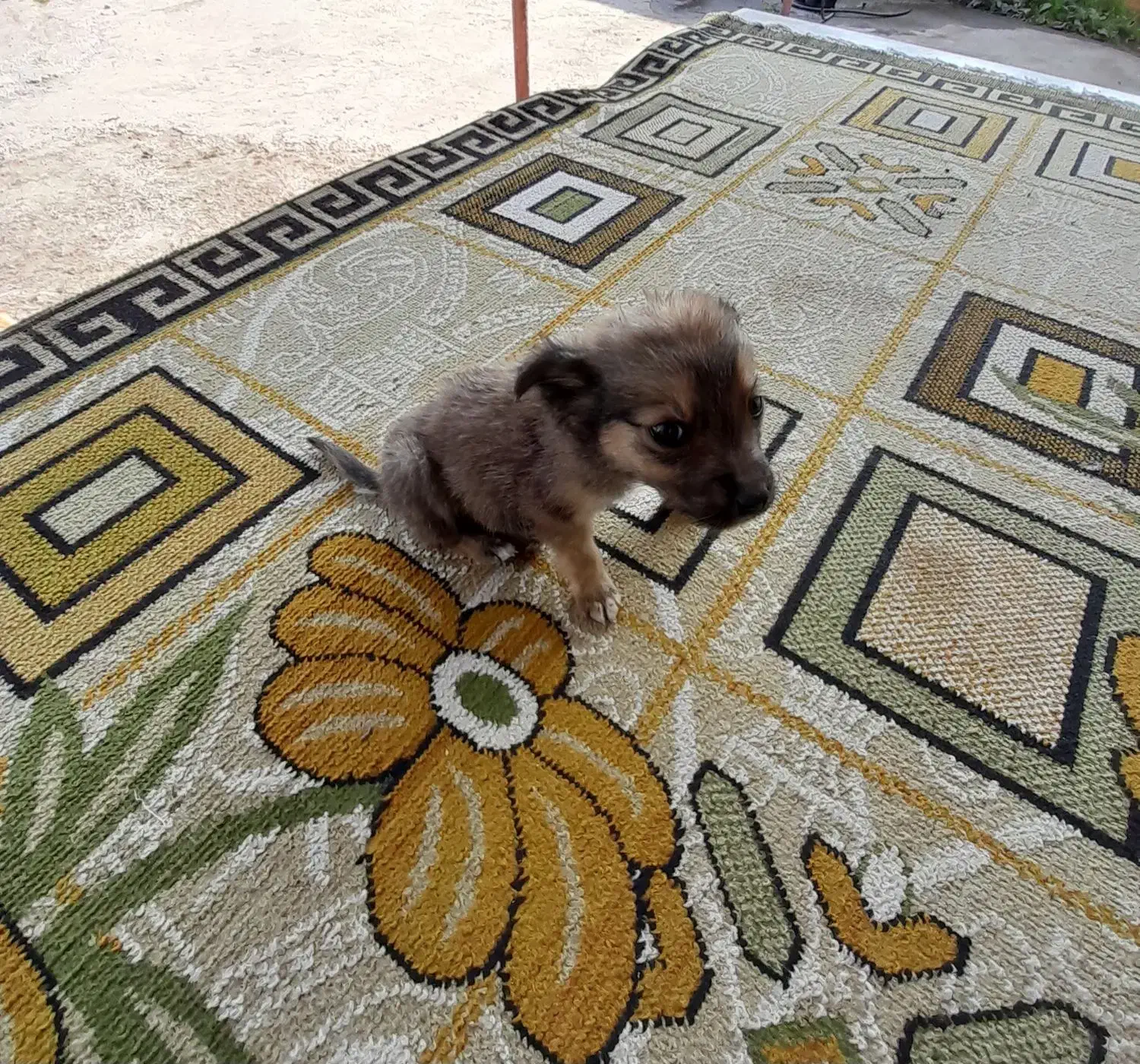 توله سگ|سگ|لاهیجان, بازکیاگوراب|دیوار