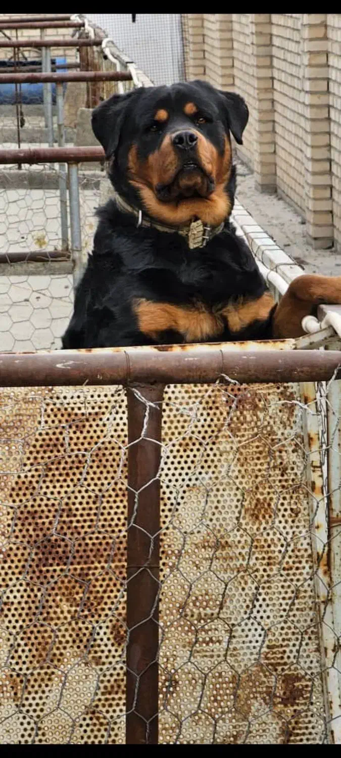 روتوایلر|سگ|اصفهان, باغ زرشک|دیوار