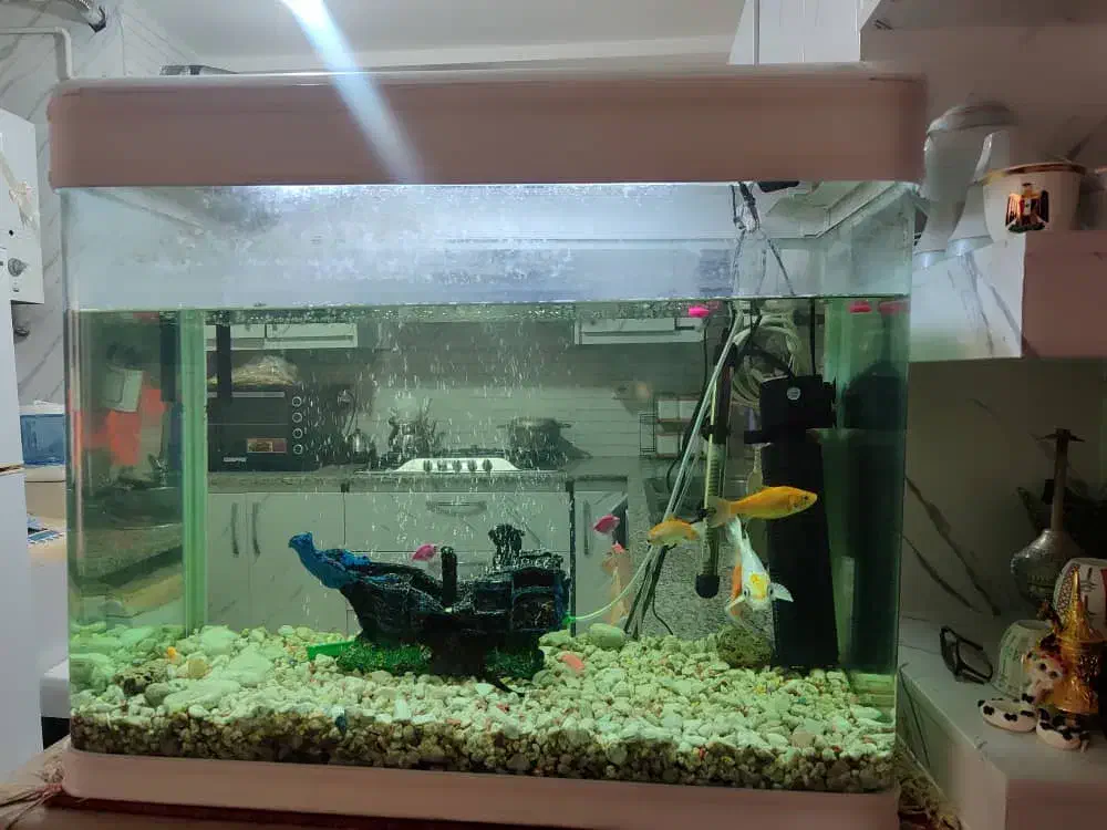 آکواریوم|ماهی|بوشهر, |دیوار