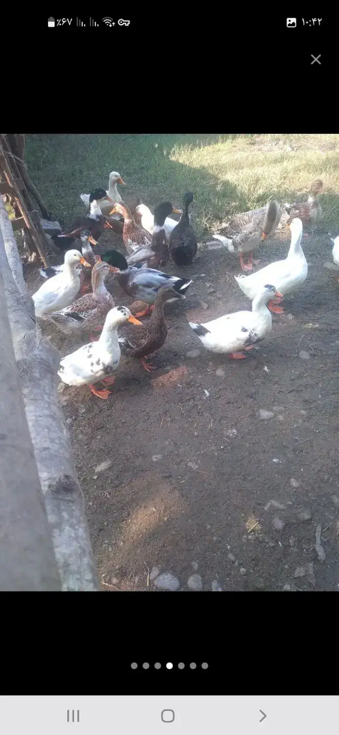 فروش اودرک محلی نر وماده تخم گذار|حیوانات مزرعه|سیاهکل, |دیوار