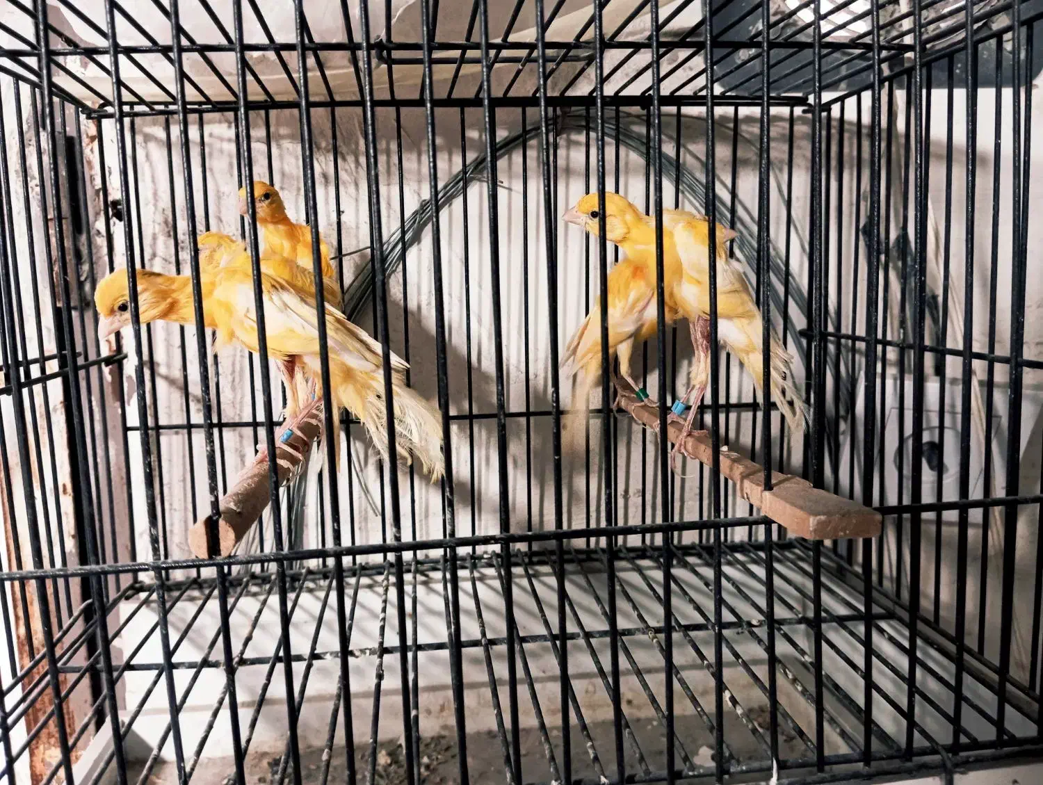 قناری جیبر جیبوس|پرنده|مشهد, هدایت|دیوار