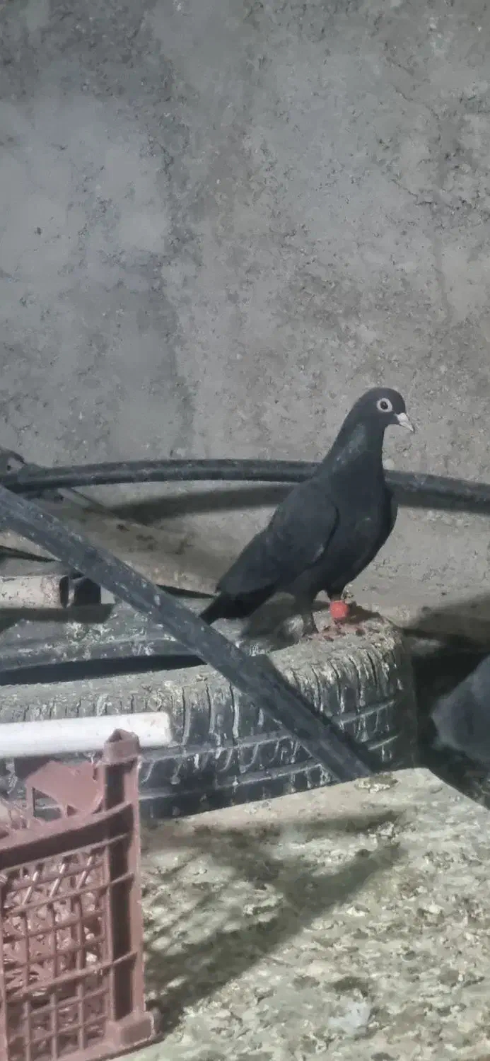 ماده کلاغ|پرنده|کرمان, |دیوار