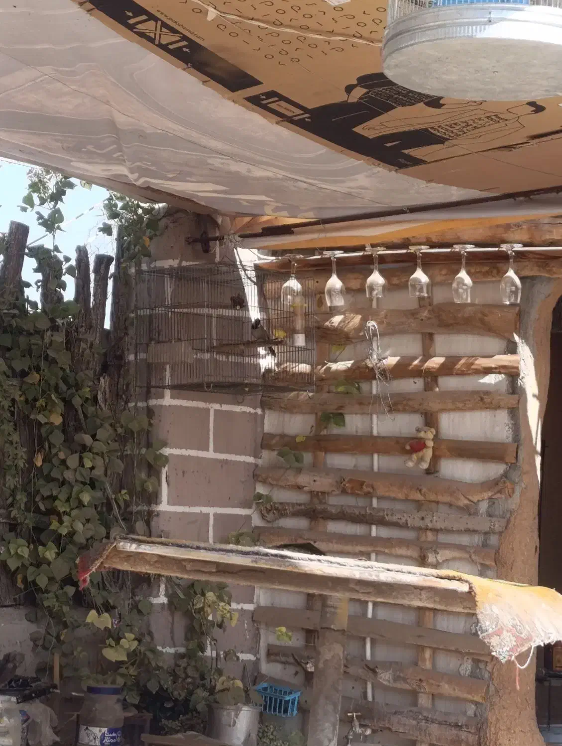 کبوتر سهره قناری|پرنده|شیراز, محراب|دیوار