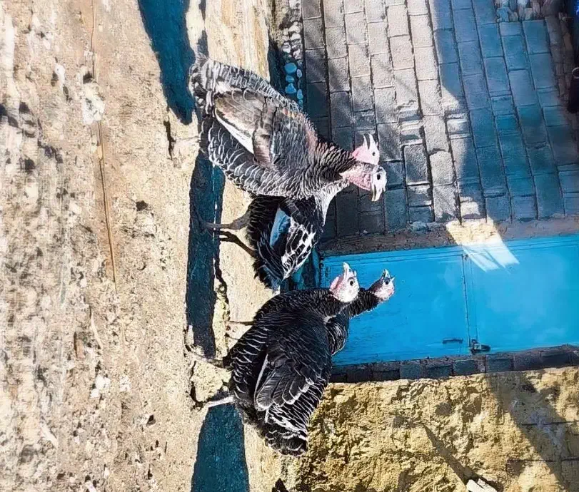 بوقلمون درجه یک|حیوانات مزرعه|سر آسیاب یوسفی, |دیوار