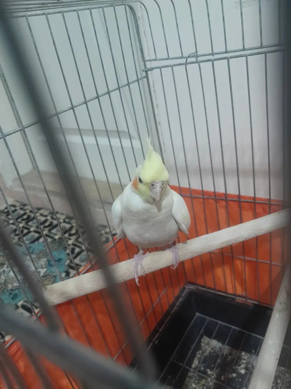 عروس هلندی جفت|پرنده|تهران, بیسیم|دیوار