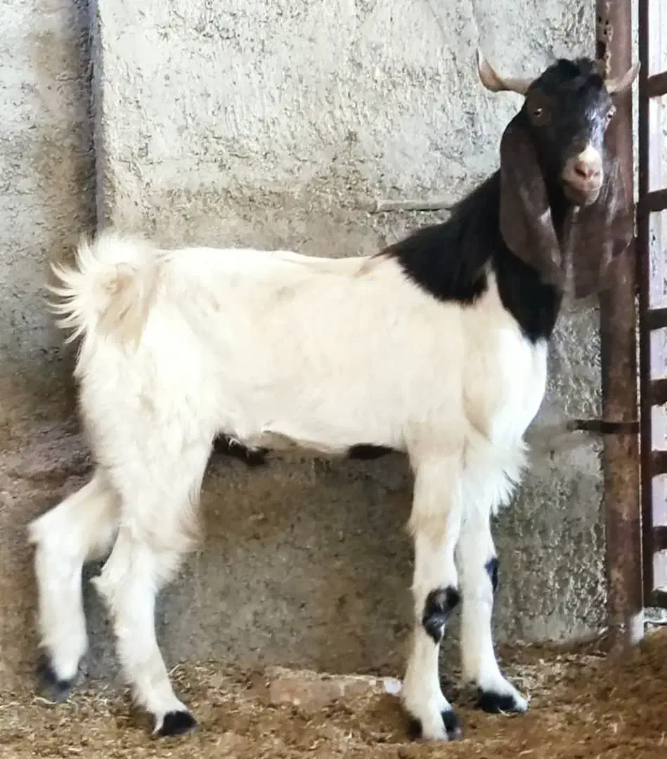 بز،تیشتر ماده گلابی، تکاوری،کهره نر بوئر|حیوانات مزرعه|وحدتیه, |دیوار