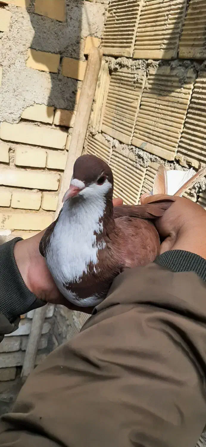 کبوتر شهری|پرنده|خرمشهر, |دیوار