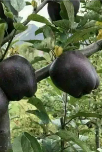 پیشفروش نهال سیب مشکی|خدمات باغبانی و درختکاری|زرین آباد, |دیوار