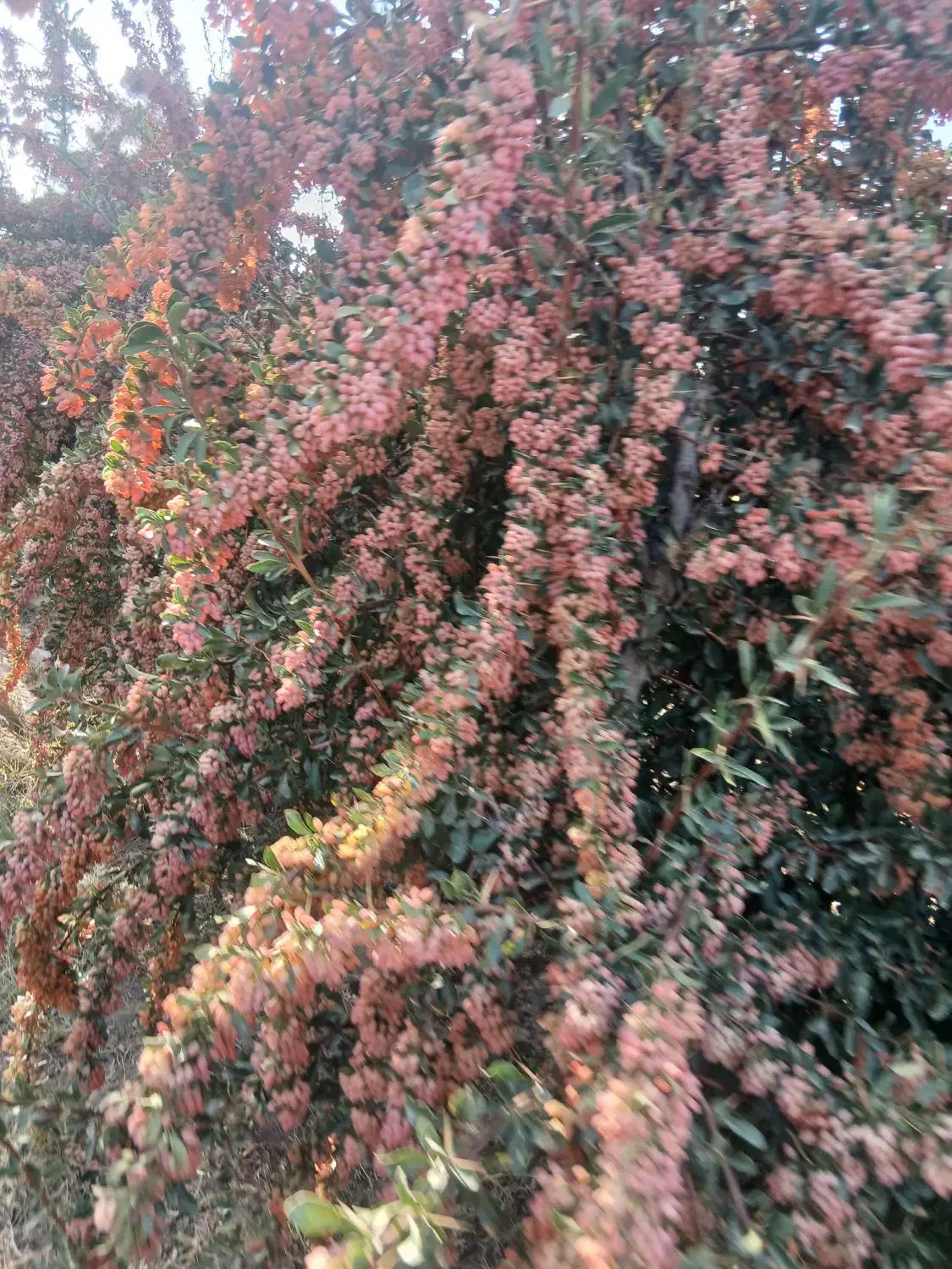 خریدارزرشک تر|خدمات باغبانی و درختکاری|بیرجند, |دیوار