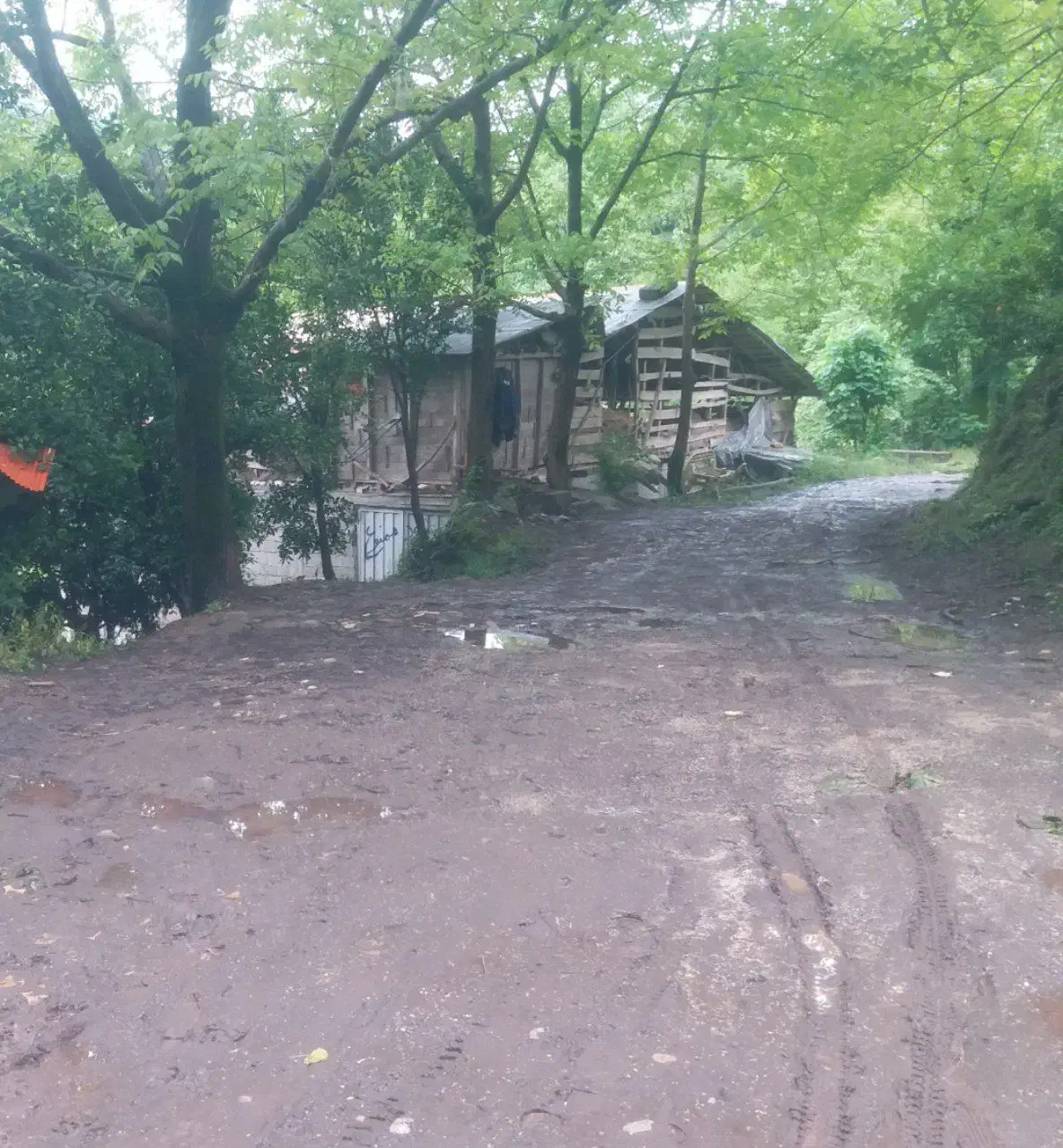 دامداری فوری فوری|فروش دفتر صنعتی، کشاورزی، تجاری|کلاچای, |دیوار