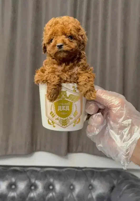 پودل سایز0تاینی توی رنگ بندی با ق باورنکردنی|سگ|مشهد, وکیلآباد|دیوار