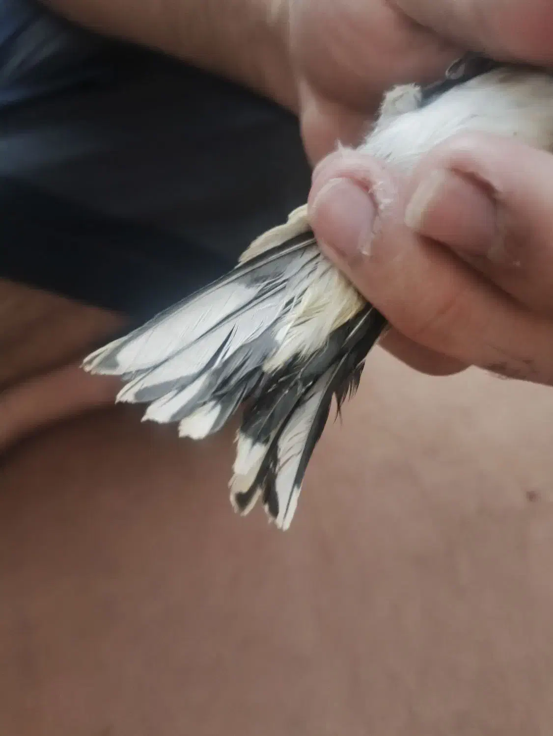 سهره جوجه قفس دم سفید|پرنده|همدان, |دیوار