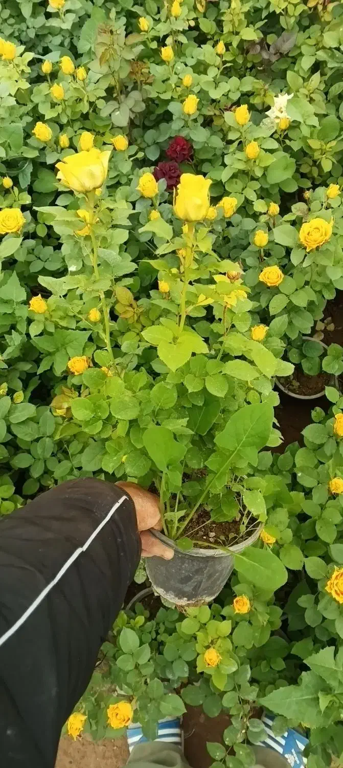 گل رز|خدمات باغبانی و درختکاری|پاکدشت, پاکدشت (مامازند)|دیوار