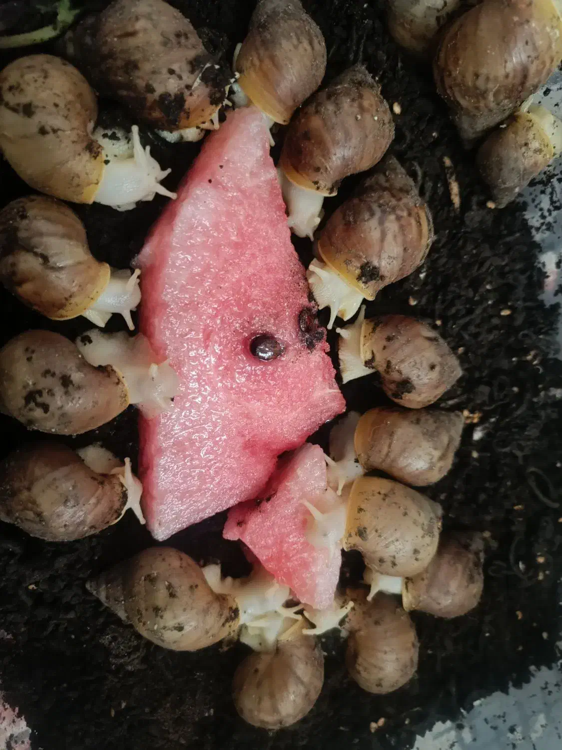 حلزون جوجه و مولد اچاتینا و البینو تخم گذار بزرگ|خزنده|همدان, |دیوار