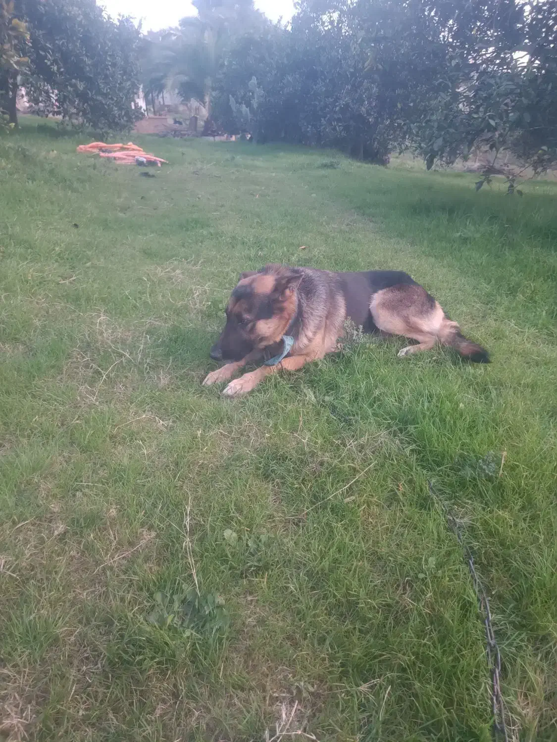 سگ ژرمن|سگ|قائمشهر, |دیوار