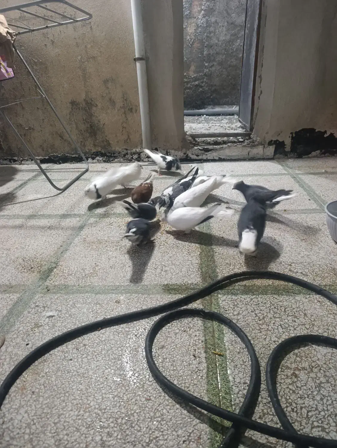 کبوتر شاپر|پرنده|ملکشاهی, |دیوار