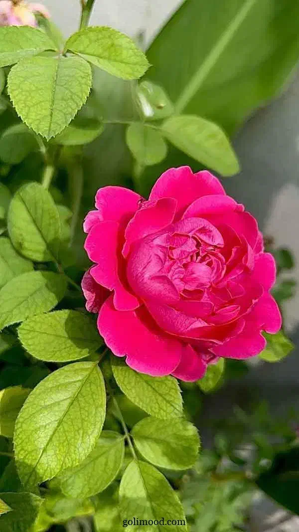 گلاب مرغوب|خوردنی و آشامیدنی|قم, شهرک قدس|دیوار