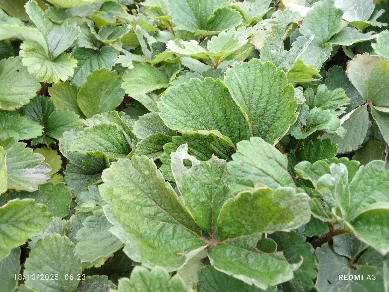 نهال سابرینا|خدمات باغبانی و درختکاری|دلند, |دیوار