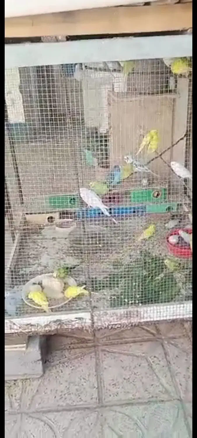 فروش مرغ عشق|پرنده|زرقان, |دیوار