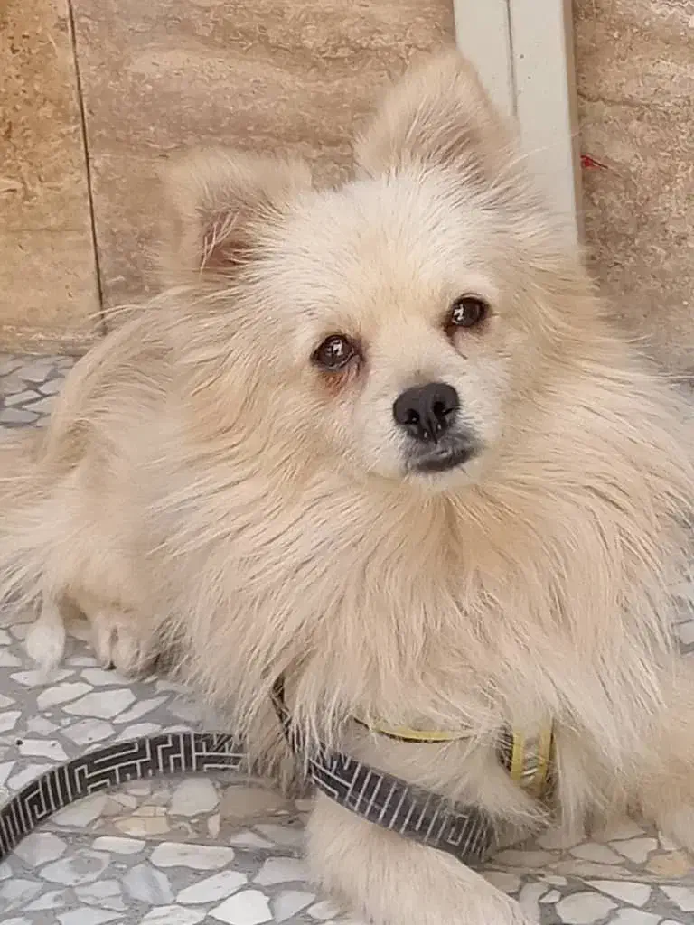 پامر نر|سگ|اصفهان, زاجان|دیوار