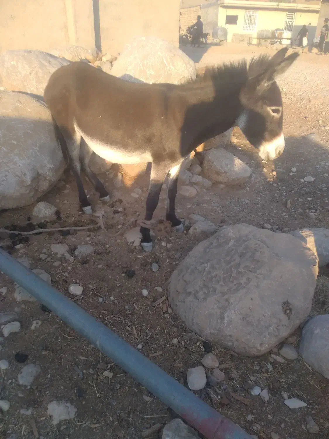 حیوان|حیوانات مزرعه|ایذه, |دیوار