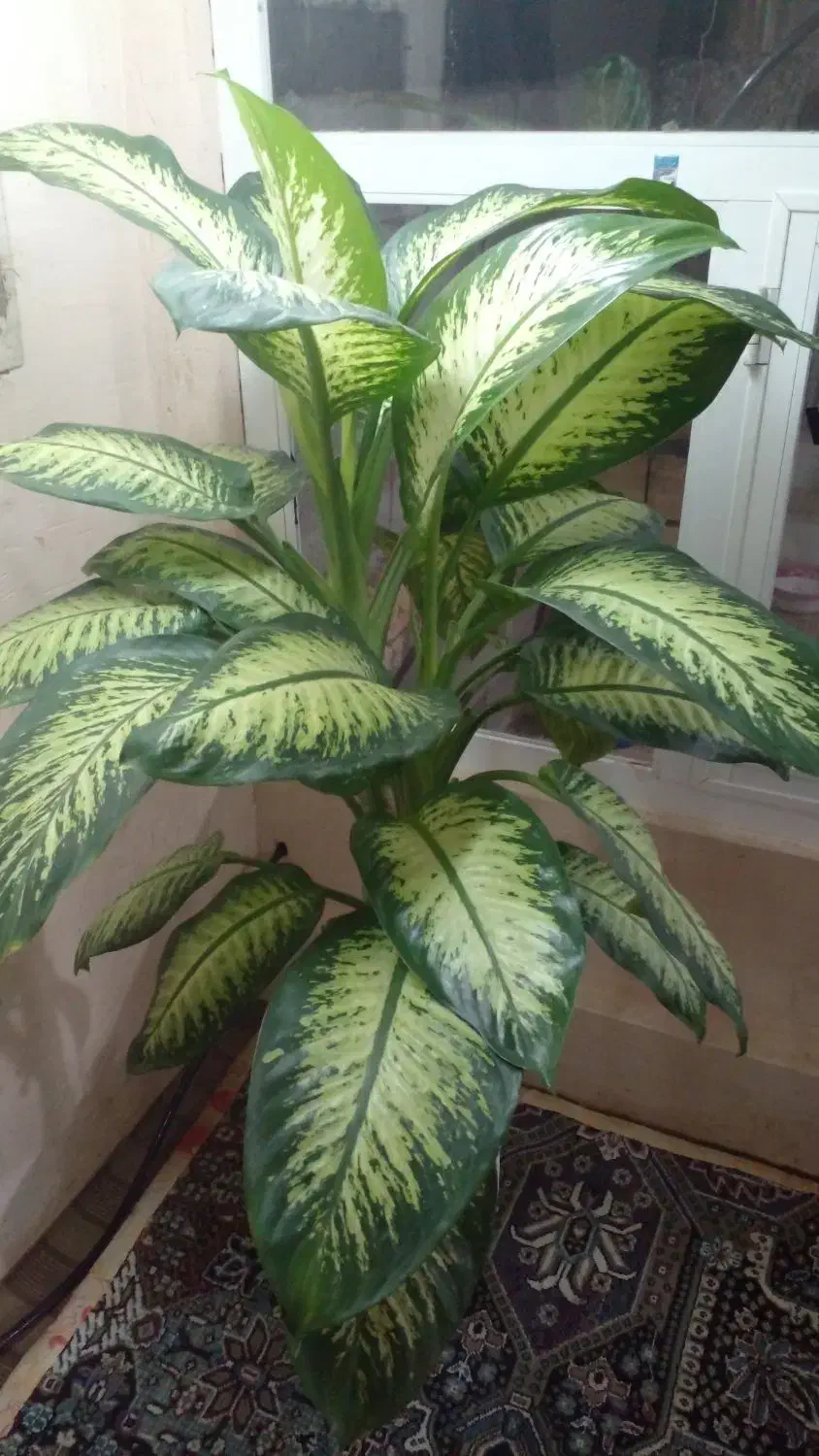 گل وگیاه|گل و گیاه طبیعی|مراغه, |دیوار