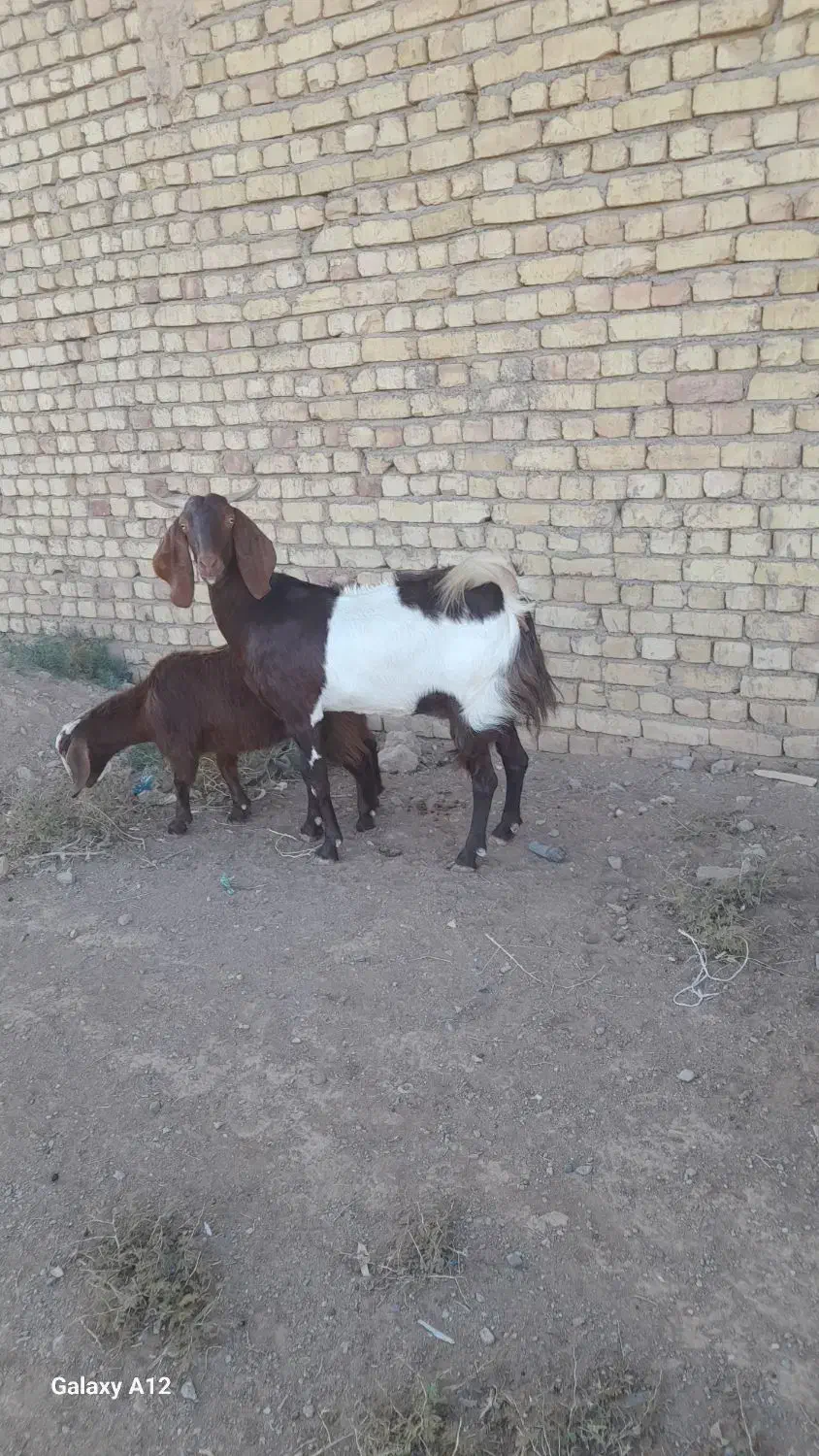 بز افغانی|حیوانات مزرعه|آران و بیدگل, |دیوار